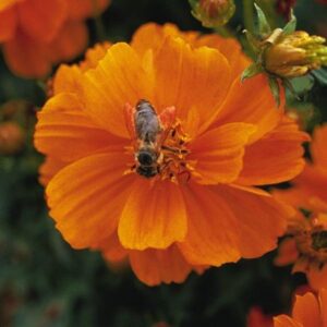 Космос тъмно оранжев кичест Мандарин любим за пчелите - Cоsmos double Mandarin