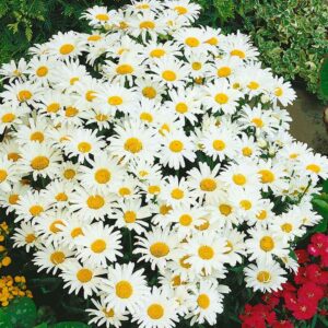 Маргаритка Сребърната принцеса компактна с безброй едри цветове - Leucanthemum silver princess Маргаритка Сребърната принцеса компактна с безброй едри цветове - Leucanthemum silver princess