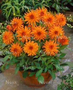 Далия саксийна оранжевото джудже - Dahlia orange pigmy Далия саксийна оранжевото джудже - Dahlia orange pigmy