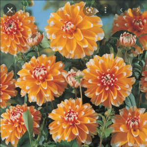 Далия бахамска праскова - Dahlia Bahama apricot Далия бахамска праскова - Dahlia Bahama apricot
