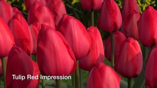 Лале най-едроцветното червена импресия супер едър 10 см цвят - Tulip Red Impression