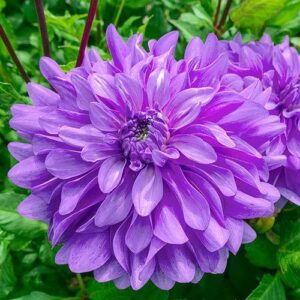 Най-синята далия с кичести цветове - Dahlia Bluetiful Най-синята далия с кичести цветове - Dahlia Bluetiful
