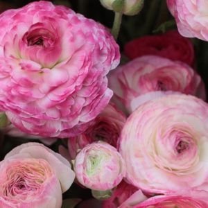 Ранункулус единственият двуцветен розов Завистта на комшийката - Ranunculus picotee pink