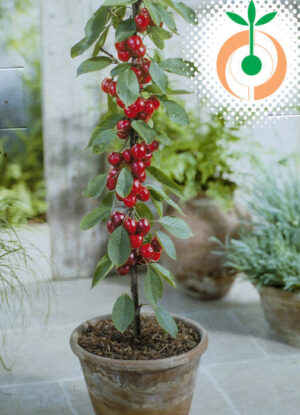 Нискостеблена сладка червена череша Хелена - Prunus Avium Helena