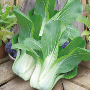 Бейби салатки листно зеле пак чой богати на витамини - Brassica rapa pack choi Canton