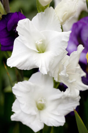 Гладиол бяло процъфтяване - GLADIOLUS WHITE PROSPERITY