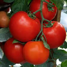 Супер ранен сорт Домат отличен и за зимно оранжерийно отглеждане - Tomato Giove F1