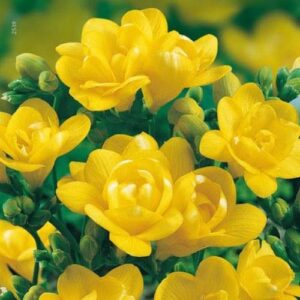 Фрезия многогодишна жълта кичеста и ароматна - Fresia double yellow