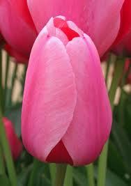 Лале с невероятно огромен цвят розова забележителност - Tulip pink impression