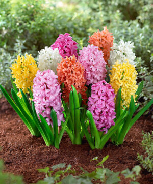 Зюмбюл колекция модерни цветове смес - Hyacinthus mix