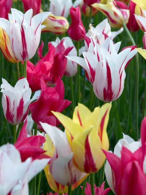 Лале Колекция лилиевидна приказка смес - Lilyflowering tulip mix
