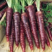 Морков лилав - Carrot deep purple F1