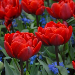 Лале божуресто с огромен цвят червената принцеса - Tulip red princess