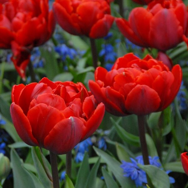 Лале божуресто с огромен цвят червената принцеса - Tulip red princess