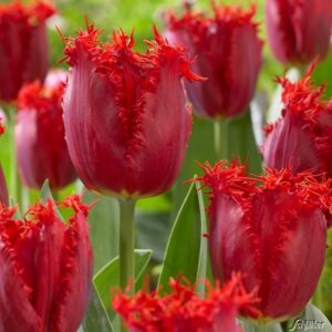 Драматично красиво ресничесто лале Перлата на Пасифика - Tulip Pacific pearl Драматично красиво ресничесто лале Перлата на Пасифика - Tulip Pacific pearl