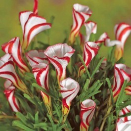 Очарователен Оксалис Захарно бастунче - Oxalis Versicolor (Candy cane sorrel)