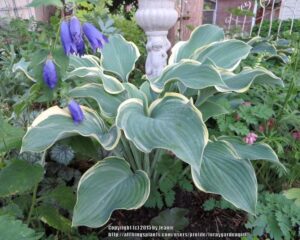 Хоста Разкош със сини листа с жълти краища - Hosta regal splendour Хоста Разкош със сини листа с жълти краища - Hosta regal splendour
