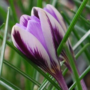 Минзухар Пролетна красавица - Crocus botanical Spring beauty