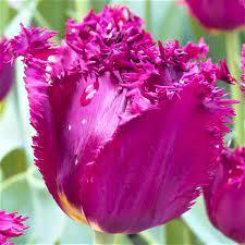 Лале дълго цъфти с пурпурно лилав цвят - Tulip curly sue