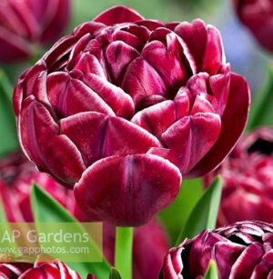 Лале уау ефект с ексклузивен огромен кичест цвят прилича на роза - Tulip dream touch