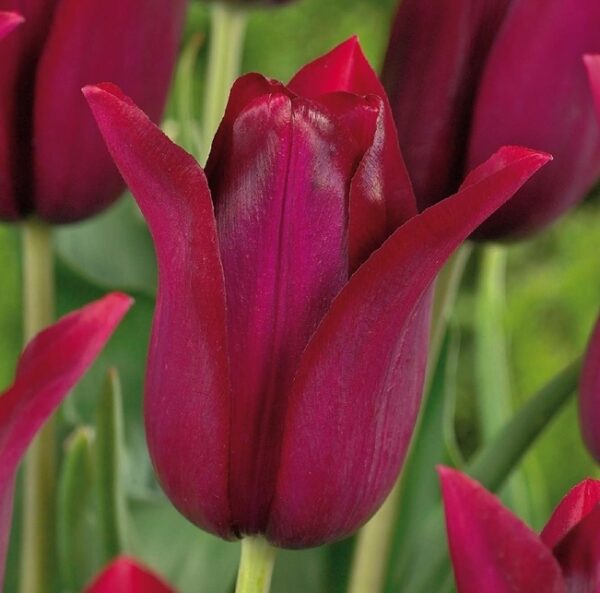 Лилевидно лале Мерло с винен цвят - Tulip Merlot