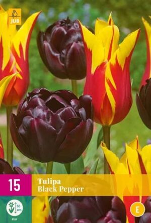 Лале Черен пипер в пикантна комбинация - Tulip Black pepper