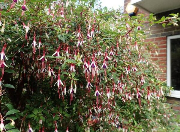 Фуксия студоустойчива за градини жив плет и тераси - Fuchsia magellanica arauco