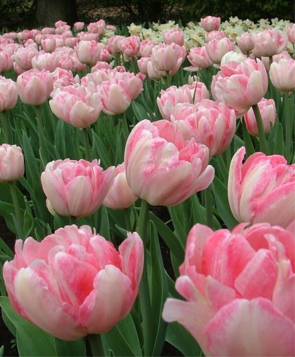 Ароматно кичесто лале в преливащо се кремаво и розово - Tulip Finola