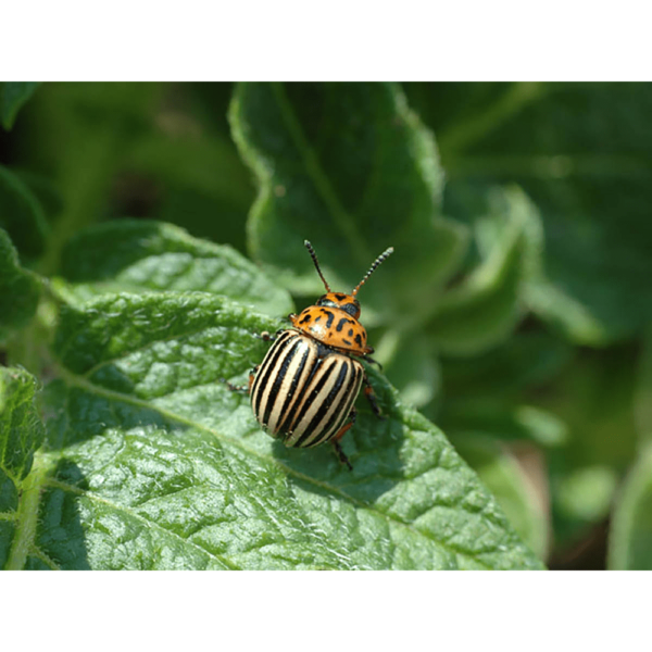 Еко тор бариера за защита на растенията срещу колорадски бръмбар и гъбични заболявания - Lithothamnium