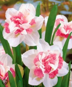 Нарцис не изчезва единственият с изцяло кичеста розова лула - Narcissus My Story Нарцис не изчезва единственият с изцяло кичеста розова лула - Narcissus My Story