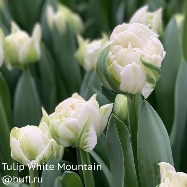 Лале божуресто награден нов сорт с огромен снежно бял кичест цвят - Tulip white mountain