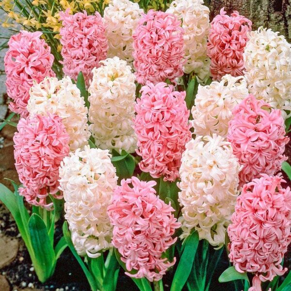 Зюмбюл бяло и розово смес - Hyacinthus pink and white mix