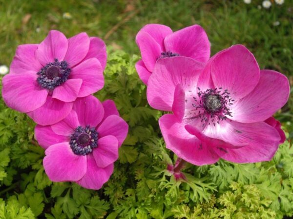 Анемоне коронария розово бижу - Anemone sylphide pink