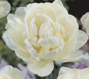 Лале ароматно бяло кичесто и божуресто - Tulip mount takoma Лале ароматно бяло кичесто и божуресто - Tulip mount takoma