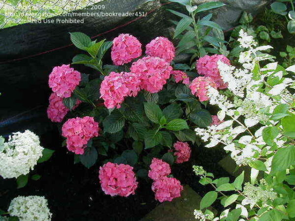 Хортензия многогодишна с огромни цветове цъфти и на сянка - Hydrangea macrophila pink