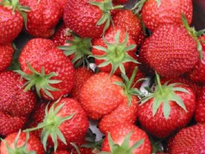Най-плодородната ягода Таго - Strawberry Tago