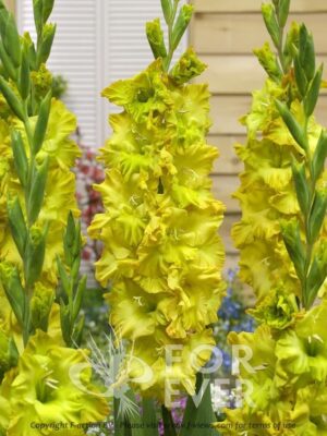 Гладиол Блитц с къдрави жълто зелени цветове - Gladiolus blitz