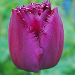 Лале дълго цъфти с пурпурно лилав цвят - Tulip curly sue