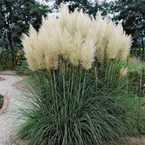 Кортадерия най-живописната декоративна трева 50 броя семена - Cortaderia white