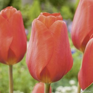 Лале многогодишно оранжево Валсроуд - Tulip Walsrode