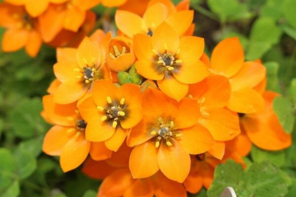 Орнитогалум слънчева звезда саксийно ароматно растение - Ornithogalum dubium orange