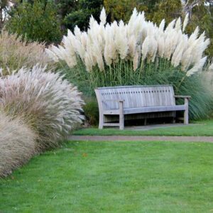 Кортадерия най-живописната декоративна трева 50 броя семена - Cortaderia white