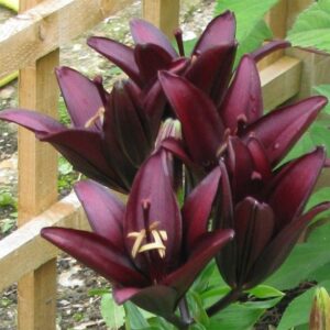 Най-тъмният Лилиум Черно измерение - Lilium asiatic black Най-тъмният Лилиум Черно измерение - Lilium asiatic black