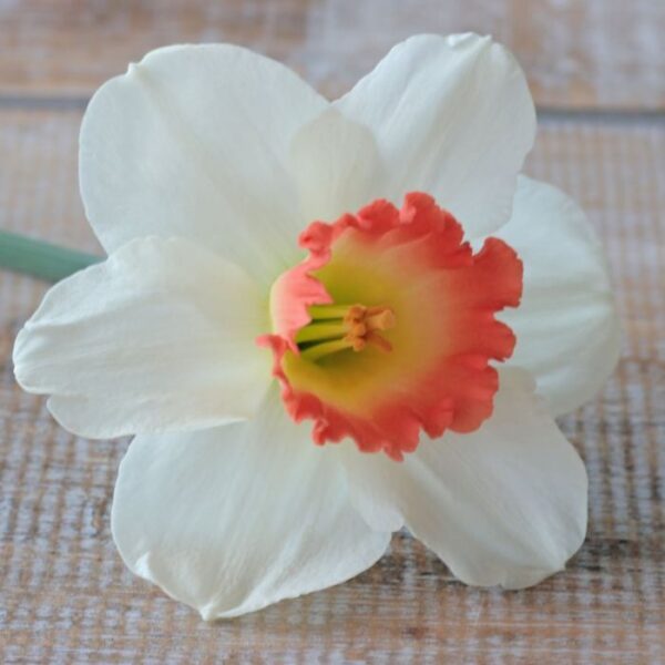 Нарцис бял с коралова лула Розов чар - Narcissus Pink charm