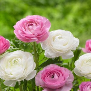 Ранункулус многогодишен розов - Ranunculus pink