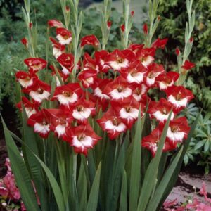 Гладиол мадмоазел Париж - Gladiolus Mademoiselle de Paris Гладиол мадмоазел Париж - Gladiolus Mademoiselle de Paris
