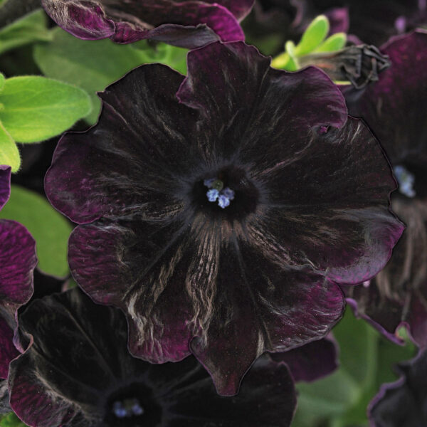 Петуния Висяща екстравагантна едроцветна черна семена - Pеtunia sophistica blackberry