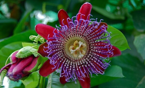Ароматна увивна пасифлора с червени 12 см. цветове награден сорт - Passiflora Alata (Winged stem passion fruit)