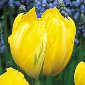 Лале ранно кичесто ароматно Монте Карло награден сорт - Tulip double early Monte Carlo Лале ранно кичесто ароматно Монте Карло награден сорт - Tulip double early Monte Carlo