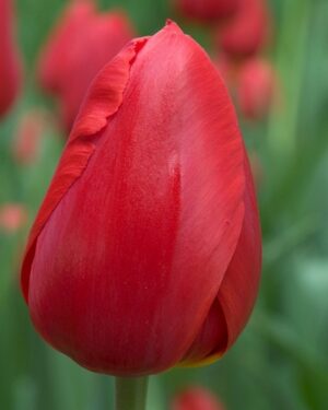 Едроцветно високо лале Кралска кръв късно цъфтящо - Tulip Kingsblood
